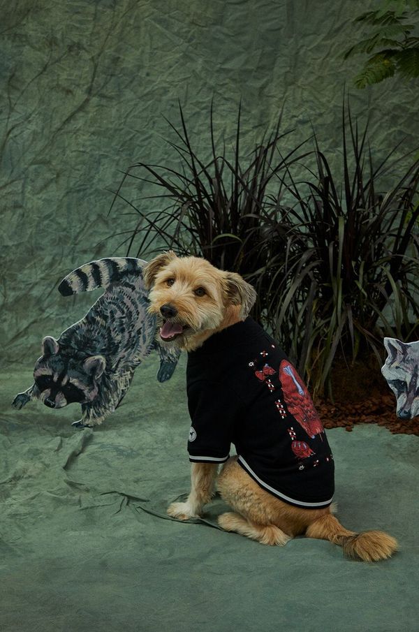 Medicine Dukserica za kućne ljubimce Medicine