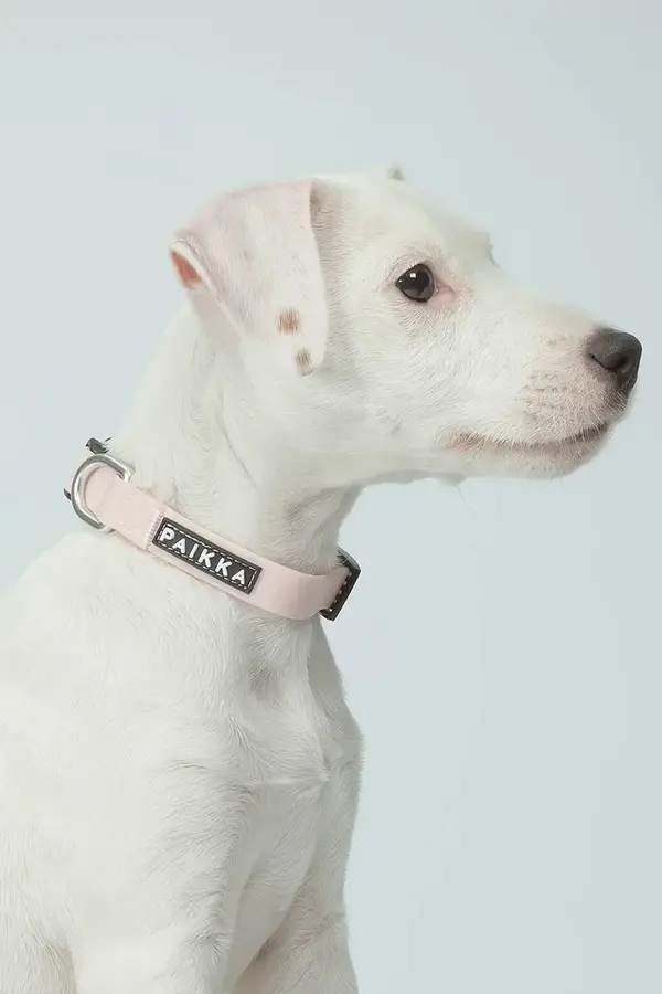 PAIKKA Fluorescentna ogrlica za pse PAIKKA Glow Collar 19 x 2 x 0,5 cm
