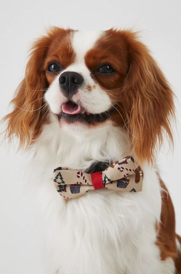 Medicine Set za ljubimca Medicine