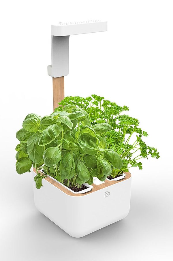 Veritable Veritable - Kućni vrt Botaneo Eylo