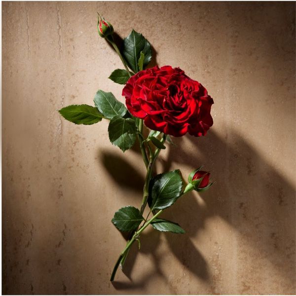 Ralph Lauren Ralph Lauren Polo Oud parfemska voda za muškarce 125 ml