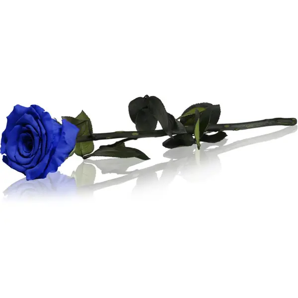 RoseAmor RoseAmor Blue stabilizirana ruža na stabljici 1 kom