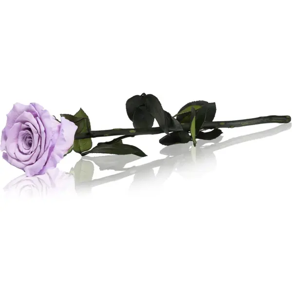 RoseAmor RoseAmor Lila stabilizirana ruža na stabljici 30 cm 1 kom