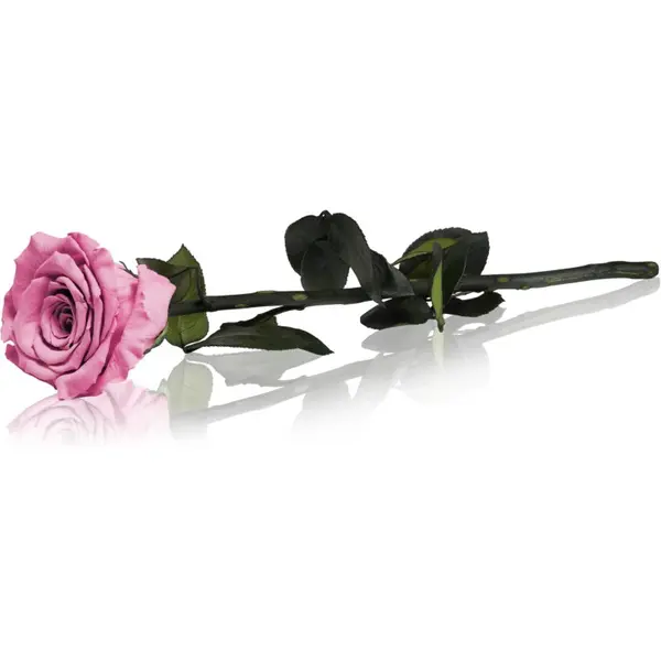 RoseAmor RoseAmor Pink stabilizirana ruža na stabljici 30 cm 1 kom