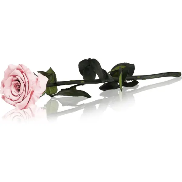 RoseAmor RoseAmor Pink stabilizirana ruža na stabljici 30 cm 1 kom