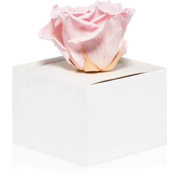 RoseAmor RoseAmor Pink stabilizirana ruža u kutiji 1 kom