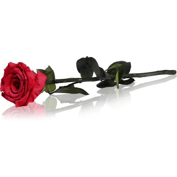 RoseAmor RoseAmor Red stabilizirana ruža na stabljici 30 cm 1 kom