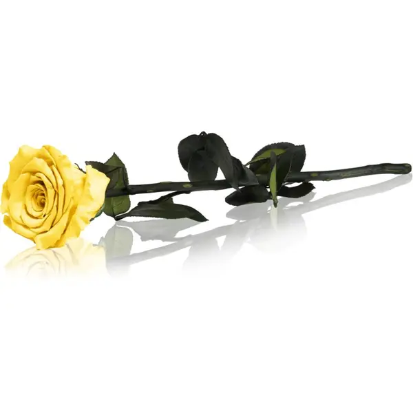 RoseAmor RoseAmor Yellow stabilizirana ruža na stabljici 30 cm 1 kom