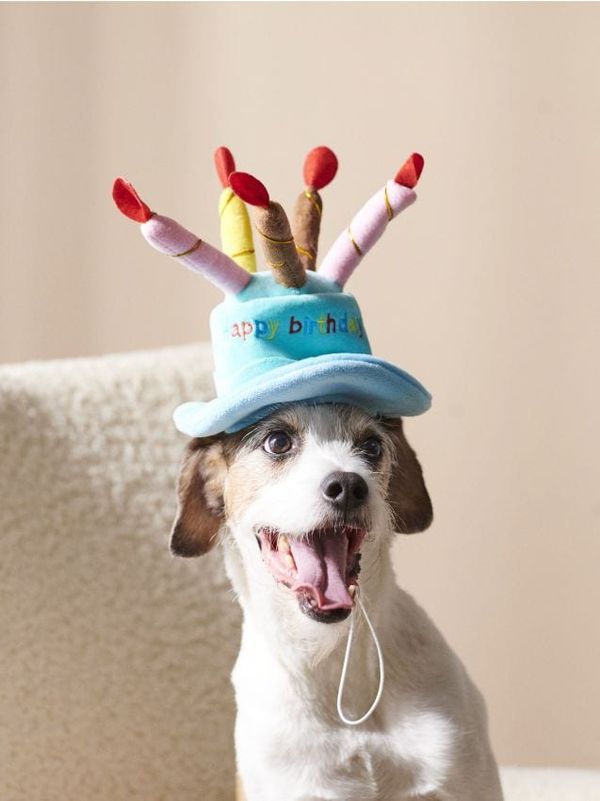 Sinsay Sinsay - Dodaci za kućne ljubimce