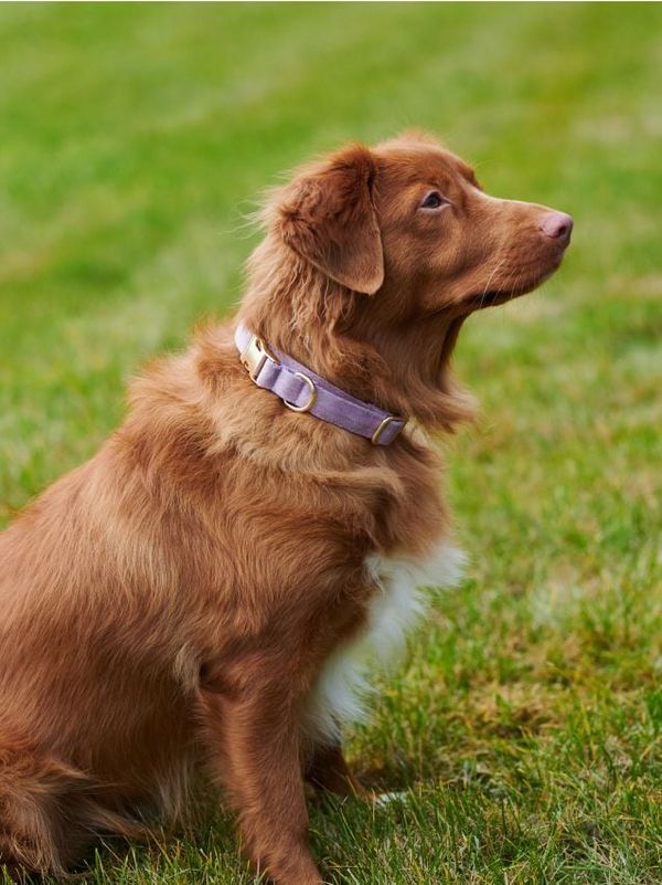 Sinsay Sinsay - Dodaci za kućne ljubimce