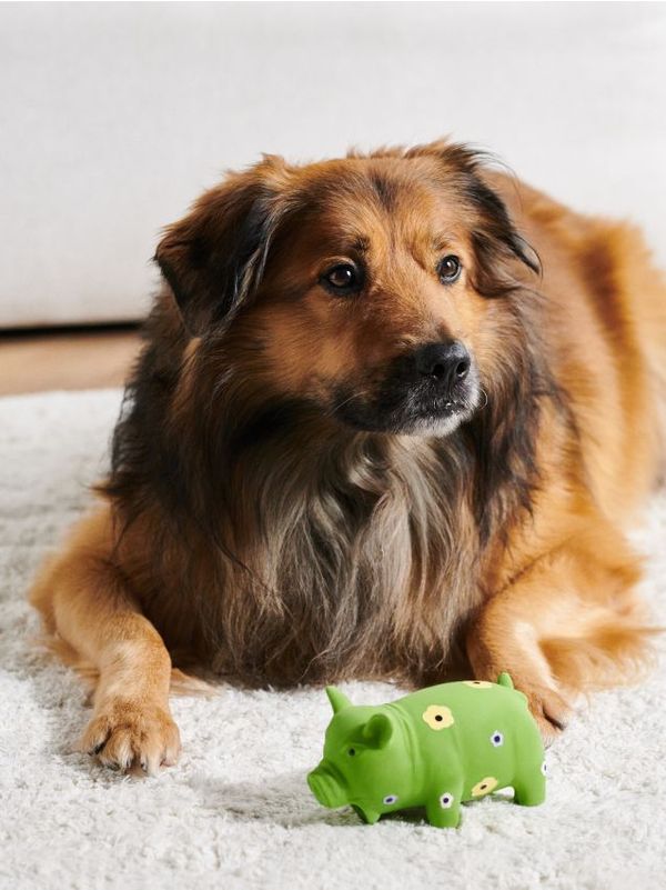 Sinsay Sinsay - Igračka za psa