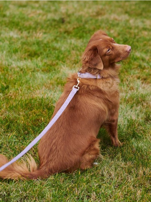 Sinsay Sinsay - Povodac za pse